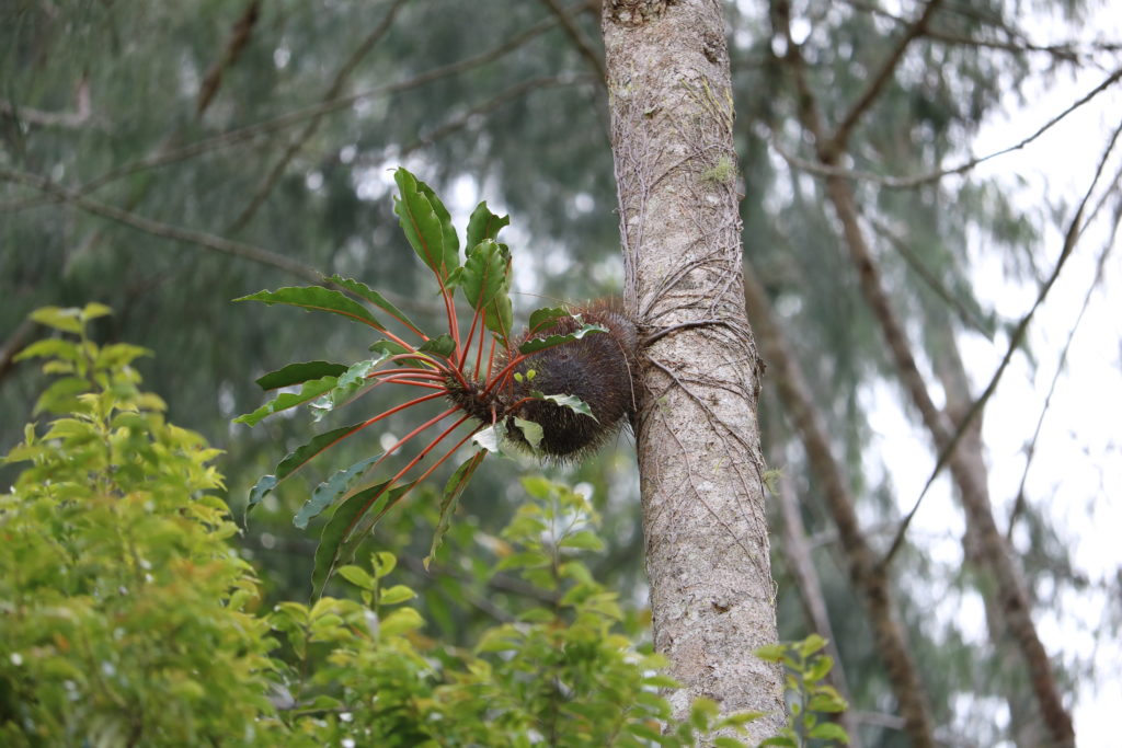 蟻植物 Myrmecodia sp. Bukidnon Mindanao Yahoo!オークション - アリ植物 Myrmecodia tuberosa Malaybalay