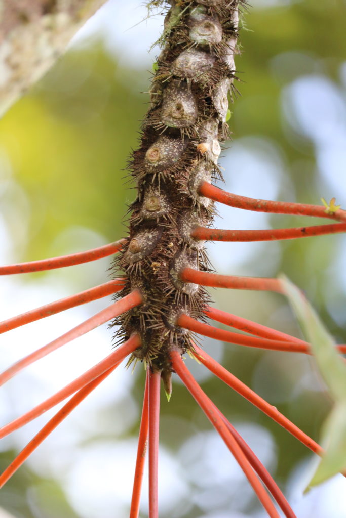 Myrmecodia – 伊藤蟻植物農園