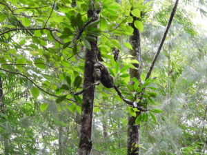その他観葉植物 Myrmecodia sp. Minahasa,North Sulawesi Myrmecodia sp. Minahasa,North Sulawesi