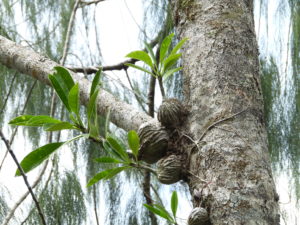 Myrmecodia sp. (branching spines) Sulawesi – 伊藤蟻植物農園