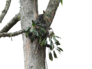 その他観葉植物 Myrmecodia sp. Minahasa,North Sulawesi Myrmecodia sp. Minahasa,North Sulawesi その他観葉植物