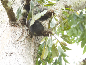 Myrmecodia sp. (short leaves, long clypeoli spines) Sulawesi