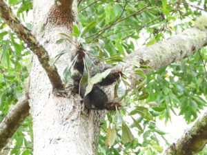 Myrmecodia sp. (short leaves, long clypeoli spines) Sulawesi