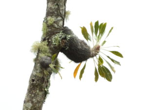 Myrmecodia sp. (short leaves, long clypeoli spines) Sulawesi