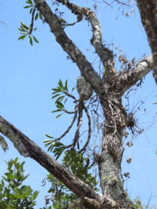 Myrmecodia sp. (branching spines) Sulawesi – 伊藤蟻植物農園