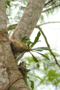 Myrmecodia erinacea – STRINGEPLANTS