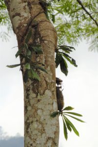 Myrmecodia erinacea – STRINGEPLANTS