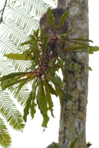 Myrmecodia sp. (red petioles) West Papua – 伊藤蟻植物農園