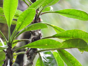 Myrmecodia sp. (branching spines) Sulawesi – 伊藤蟻植物農園
