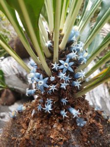 Myrmephyutm arfakianum – STRINGEPLANTS