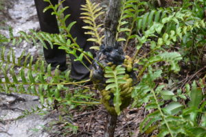 Lecanopteris celebica – 伊藤蟻植物農園