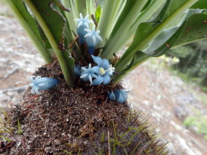 Myrmephyutm arfakianum – 伊藤蟻植物農園