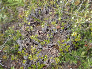 Hydnophytum caminiferum – 伊藤蟻植物農園