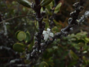 【アリ植物】伊藤蟻植物農園⭐︎ Hydnophytum. aff. ovatum アリ植物】伊藤蟻植物農園⭐︎ Hydnophytum. aff. ovatum