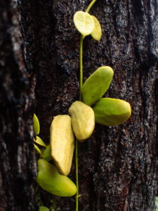 Dischidia major – 伊藤蟻植物農園